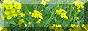flores.gif