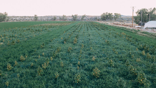 ways to shop hemp animal supplements (1).jpg