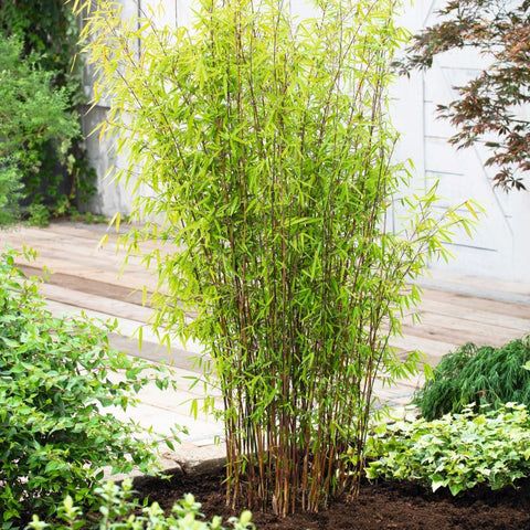 Tips for Growing Bamboo.jpg