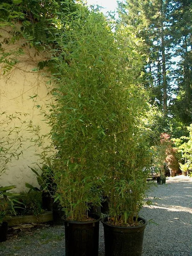 Bamboo.jpg