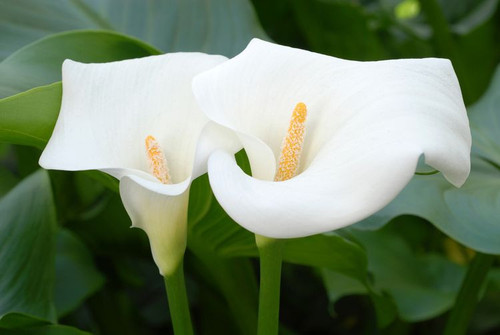 calla lilly01.jpg