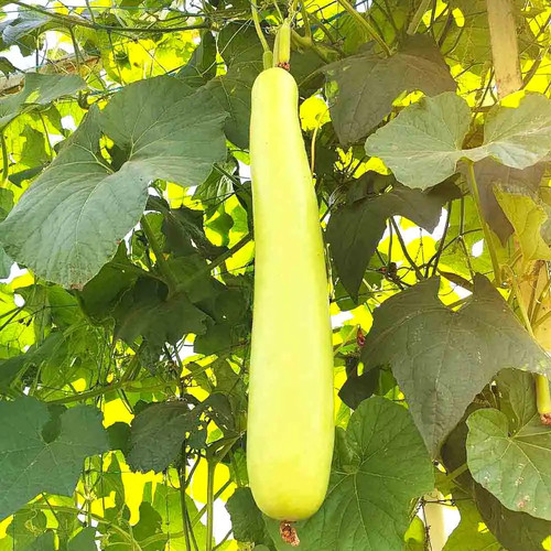 Bottle Gourd Lauki Ghiya Long Seeds 1000x1000.jpg.jpg