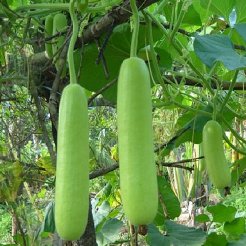 bottle gourd seeds 3 compressed.jpg