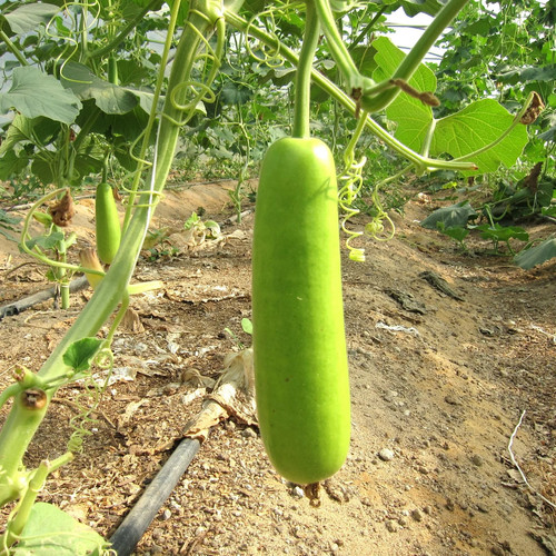 Bottle Gourd Long Lauki Vegetable Seeds1 1 scaled.jpg