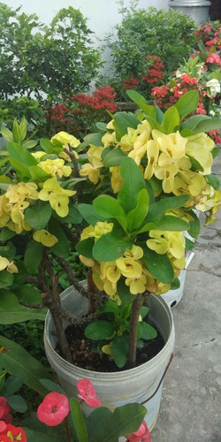 71l2dQnaVaL. SL1472 .jpg