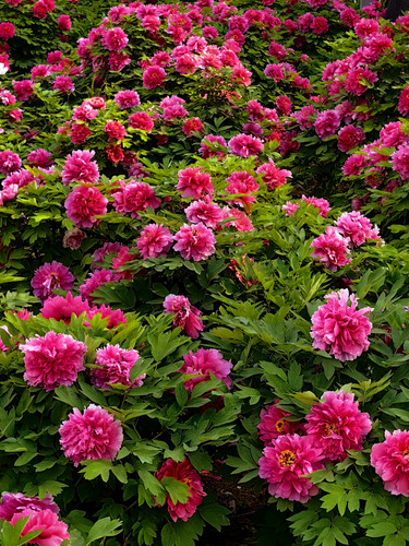 IMG 20260412 163101.jpg