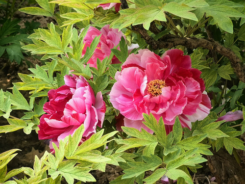 IMG 20260412 091947.jpg