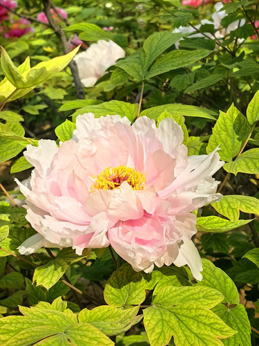 IMG 20260412 085914.jpg