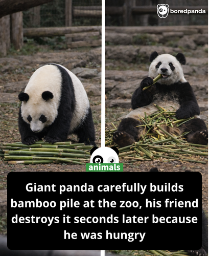 1. Panda zoo AI story.png