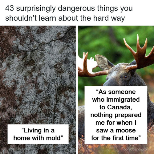 curiosities.jpg