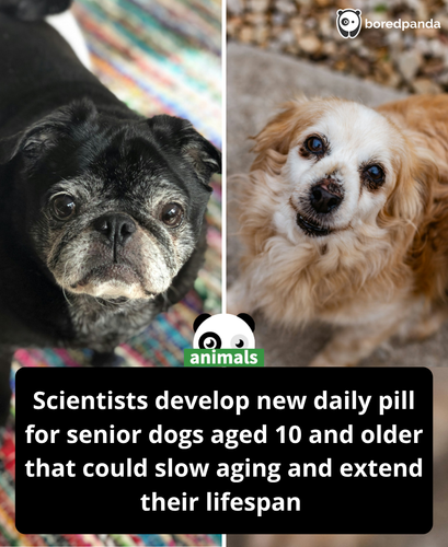 408. Scientists test daily drug that may extend lifespan.png