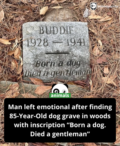 412. Hidden within the woods of Kiroli Park, Zach Medlin’s discovery of Buddie’s 80 year old grave.png