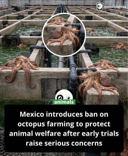 417. Mexico has taken a significant step in the global debate over octopus farming, introducing a bi.png