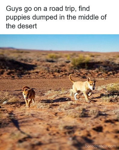 animals.jpg