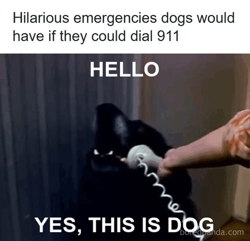 animals funny.jpg