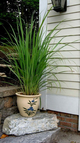 CAPIM LIMÃO LEMON GRASS Cymbopogon sp .jpg