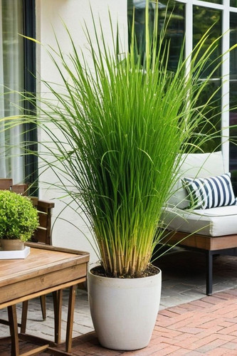 8 Tactics To Grow Lemon Grass Plant.jpg