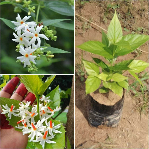 no perennial yes parijat harsingar live plant cf06 small 1 grow original imah7y9dwza2nthz.jpg
