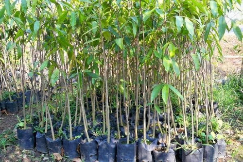 vamsha agar wood plant 002 1 vam.jpg