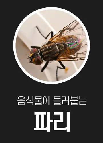 01 ia ib160 02.webp