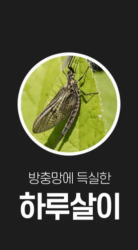 01 ia ib160 03.webp