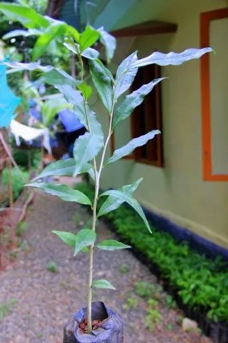 product jpeg 500x500 (1).jpg