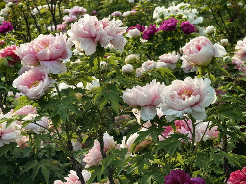 IMG 20260412 170922.jpg