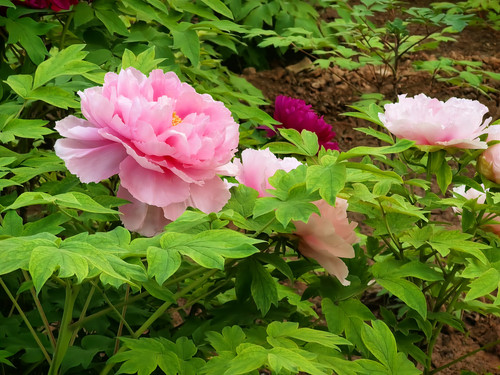 IMG 20260412 173934.jpg