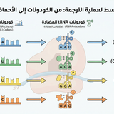 Gemini Generated Image 8b4j2a8b4j2a8b4j