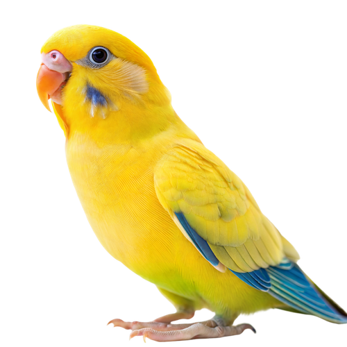 39ca7b702504.png