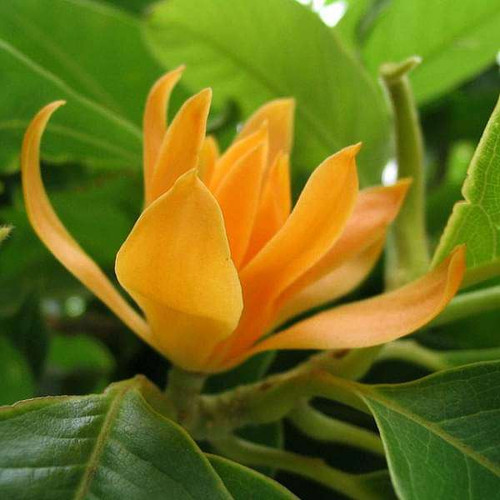 nurserylive plants michelia champa son champa orange grown through seed plant 16969026633868.jpg