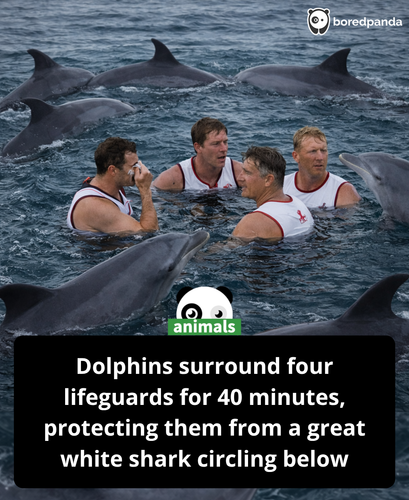 420. Four lifeguards were surrounded by dolphins for 40 minutes… then they realized a shark was circ.png