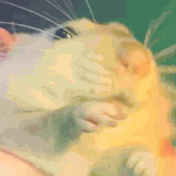 rat rainbow.gif