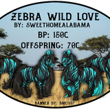 zebra wild love
