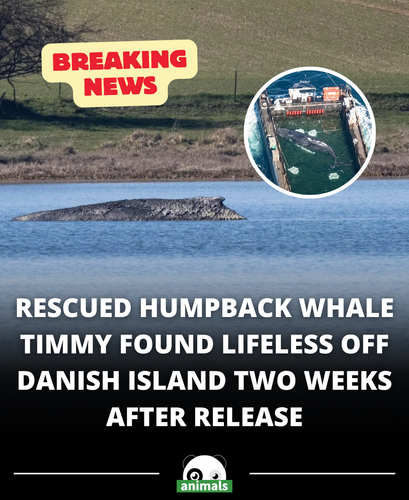 699. Humpback whale released after spectacular rescue effort found dead.png
