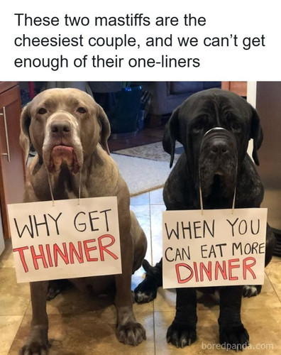 mastiff dog jokes barnabas madeline.jpg