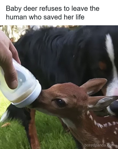 man saves injured baby deer animal friendship.jpg