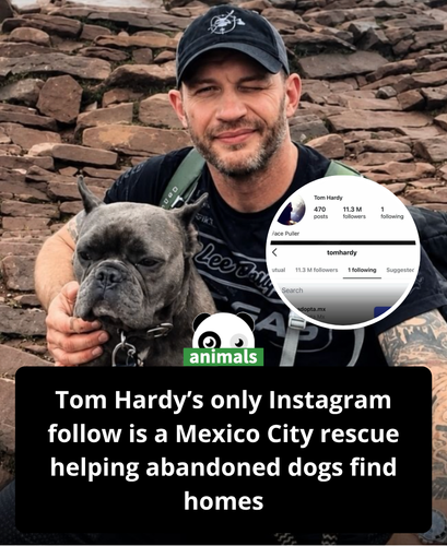 702. As of early 2026, Tom Hardy follows just one account on Instagram @adopta.mx, a Mexico City bas.png