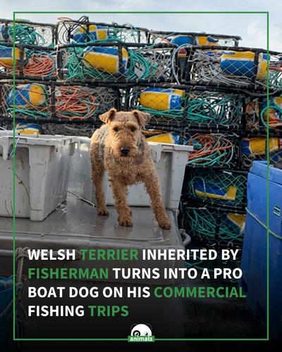 701. After inheriting Maggie the Welsh terrier from his grandpa, commercial fisherman Kale Pixey was.png