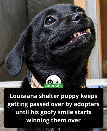 700. Burreaux kept getting overlooked at the shelter until staff noticed he had a hilarious way of g.png