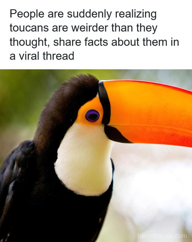 toucan facts.jpg
