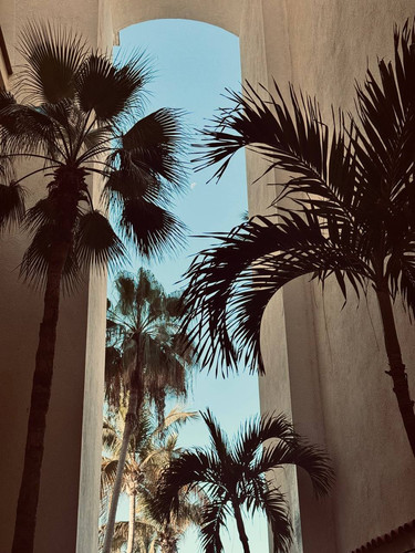 palms aesthetic.jpg