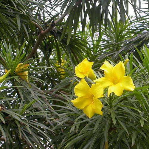 nurserylive seeds cascabela thevetia yellow oleander bitti yellow 0 5 kg seeds 16968691744908 512x51.jpg