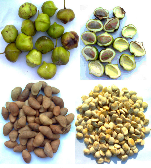 2 Figure1 1.jpg