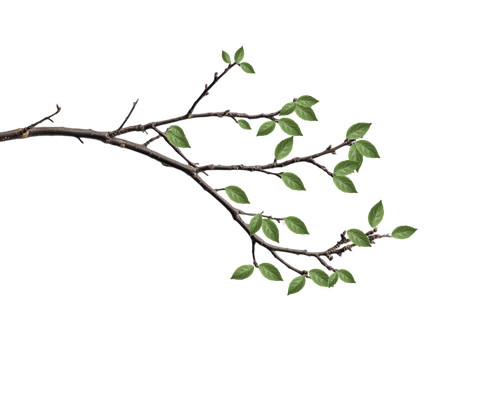 vetka.png