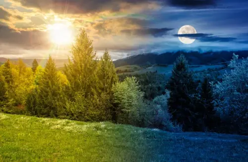 depositphotos 852874596 stock photo spruce forest hill side meadow.webp