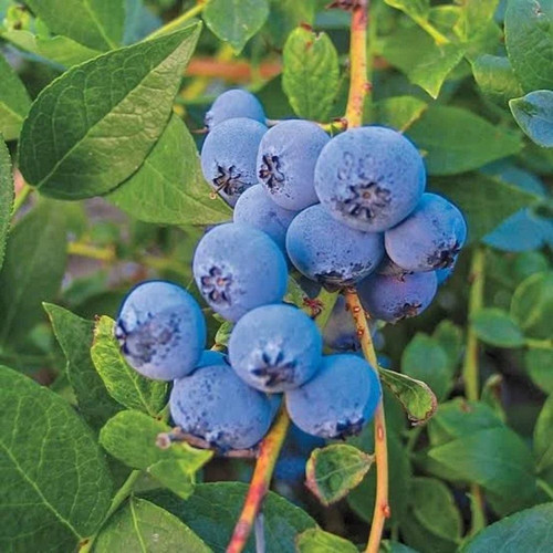blueberry live plant.jpg