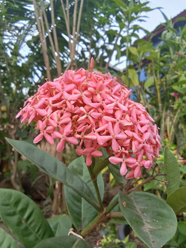 Ixora.jpg