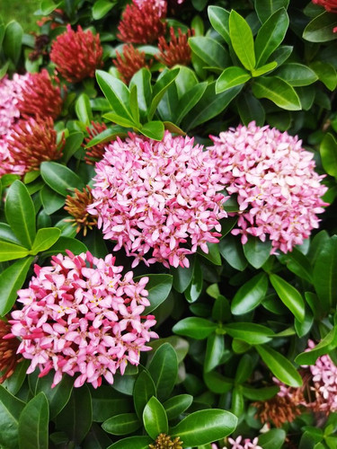 flowers🌸🌷.jpg
