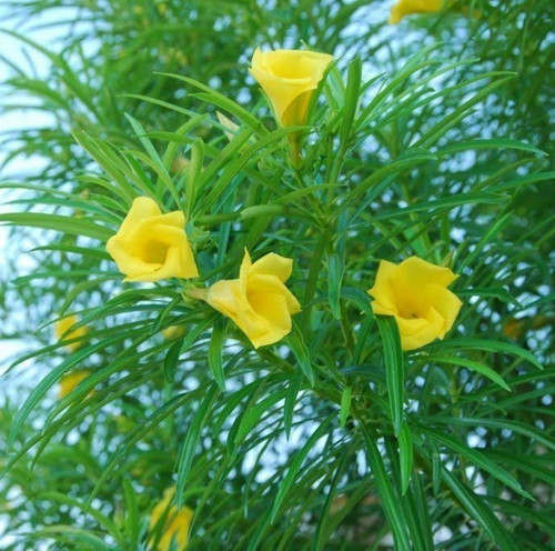 yellow kaner seed.jpg